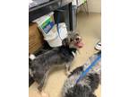 Adopt Mertyl a Black - with Gray or Silver Shih Tzu / Mixed Breed (Medium) /