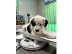 Adopt Isaac a White Schnauzer (Standard) / Labrador Retriever / Mixed dog in