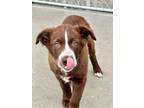 Adopt Apple a Brown/Chocolate Border Collie / Mixed dog in Matteson