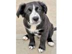 Adopt Avocado Toast a Black Border Collie / Mixed dog in Matteson, IL (41453847)