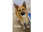 Adopt Trixie a Tan/Yellow/Fawn Akita / Mixed dog in Jackson, MI (41454696)