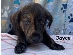 Adopt Jayce a Black Labrador Retriever / Mixed dog in Jackson, MI (41453523)
