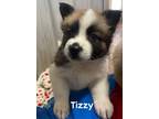 Adopt Tizzy a Brown/Chocolate Akita / Mixed dog in Jackson, MI (41454695)