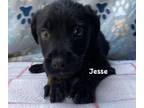 Adopt Jesse a Black Labrador Retriever / Mixed dog in Jackson, MI (41453521)