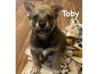 Adopt Toby a Brown/Chocolate Akita / Mixed dog in Jackson, MI (41454693)