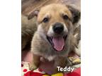 Adopt Teddy a Tan/Yellow/Fawn Akita / Mixed dog in Jackson, MI (41454692)