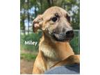 Adopt Miley a Tan/Yellow/Fawn Shepherd (Unknown Type) / Mixed dog in Jackson