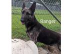 Adopt Ranger a Black Shepherd (Unknown Type) / Mixed dog in Jackson
