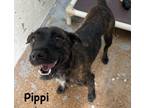 Adopt Pippi a Brindle Labrador Retriever / Mixed dog in Jackson, MI (41454125)