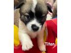 Adopt Titan a Brown/Chocolate Akita / Mixed dog in Jackson, MI (41454691)