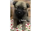 Adopt Tootsie a Brown/Chocolate Akita / Mixed dog in Jackson, MI (41454690)