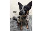 Adopt Holt a Black Australian Cattle Dog / Mixed dog in Jackson, MI (41454124)