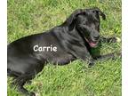 Adopt Carrie a Black Labrador Retriever / Mixed dog in Jackson, MI (41454129)