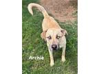 Adopt Archie a Tan/Yellow/Fawn Labrador Retriever / Mixed Breed (Medium) / Mixed