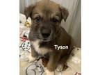 Adopt Tyson a Brown/Chocolate Akita / Mixed dog in Jackson, MI (41454120)