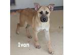 Adopt Ivan a Tan/Yellow/Fawn Shepherd (Unknown Type) / Mixed dog in Jackson