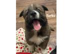 Adopt Turbo a Brown/Chocolate Akita / Mixed dog in Jackson, MI (41454131)