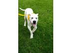 Adopt Ryder a White Dogo Argentino / Mixed dog in Crown Point, IN (41454659)
