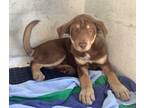 Adopt Charlotte* a Shepherd (Unknown Type) / Mastiff / Mixed dog in Pomona