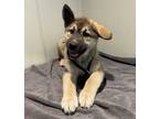 Adopt Rebel* a Siberian Husky / Shepherd (Unknown Type) / Mixed dog in Pomona