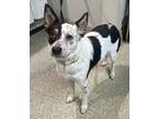 Adopt London* a Australian Cattle Dog / Mixed dog in Pomona, CA (41454652)
