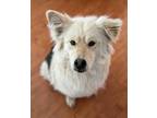 Adopt Lilo a Tan/Yellow/Fawn Retriever (Unknown Type) / Husky / Mixed dog in