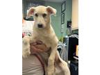 Adopt Archie - Adoptable a Labrador Retriever / Mixed Breed (Medium) / Mixed dog