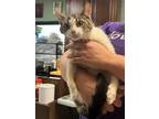 Adopt Constance - Adoptable a Domestic Shorthair / Mixed (short coat) cat in
