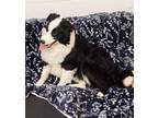 Adopt Benjamin 41226 a Border Collie / Mixed dog in Pocatello, ID (41454802)