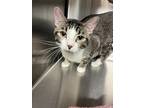 Adopt Strawberry Shortcake 41251 a Domestic Shorthair / Mixed cat in Pocatello