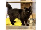 Adopt Madre Uno 41293 a Domestic Mediumhair / Mixed cat in Pocatello