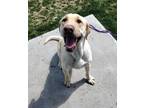 Adopt Finn 41313 a Labrador Retriever / Mixed dog in Pocatello, ID (41421712)