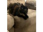 Adopt Koko a Tortoiseshell Domestic Longhair / Mixed (long coat) cat in Fountain