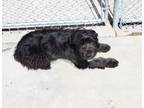 Adopt Rosaline 41316 a Labradoodle / Mixed dog in Pocatello, ID (41444103)
