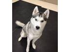 Adopt Frankie 41356 a Siberian Husky / Mixed dog in Pocatello, ID (41452930)