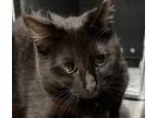Adopt Oakley 41379 a Domestic Shorthair / Mixed cat in Pocatello, ID (41454798)