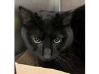 Adopt Kenny 41380 a Domestic Shorthair / Mixed cat in Pocatello, ID (41454797)