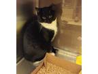 Adopt Two Socks 41384 a Domestic Shorthair / Mixed cat in Pocatello
