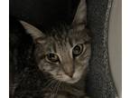 Adopt Paris 41389 a Domestic Shorthair / Mixed cat in Pocatello, ID (41454794)