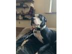 Adopt Oden a Black - with White American Pit Bull Terrier / Mixed dog in
