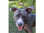 Adopt Addie a Gray/Silver/Salt & Pepper - with White American Pit Bull Terrier