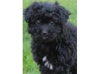 Adopt BIJOU a Black Bichon Frise / Poodle (Miniature) / Mixed dog in Westlake