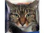 Adopt Bordeaux a Brown Tabby Domestic Shorthair / Mixed Breed (Medium) / Mixed