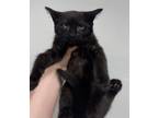 Adopt Anaheim a All Black Domestic Mediumhair / Domestic Shorthair / Mixed cat