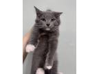 Adopt Aleppo a Gray or Blue Domestic Mediumhair / Domestic Shorthair / Mixed cat