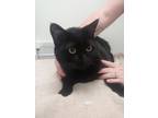 Adopt Jinx a All Black Domestic Shorthair / Domestic Shorthair / Mixed cat in