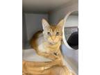 Adopt Simba a Domestic Shorthair / Mixed cat in Sheboygan, WI (41454759)