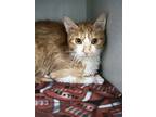 Adopt Rebal a Domestic Shorthair / Mixed cat in Sheboygan, WI (41454758)