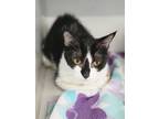 Adopt Star a Domestic Shorthair / Mixed cat in Sheboygan, WI (41454755)