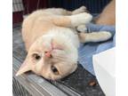Adopt Lizzie a Cream or Ivory Domestic Shorthair / Mixed Breed (Medium) / Mixed
